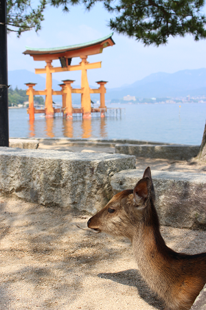 厳島神社の鳥居と鹿